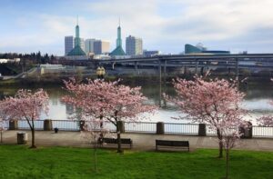 Portland-Cherry-Tree-Waterfront.-cm